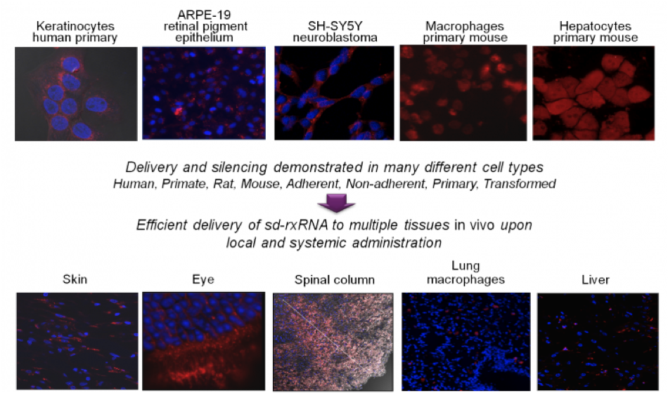 Efficient Delivery of RNA