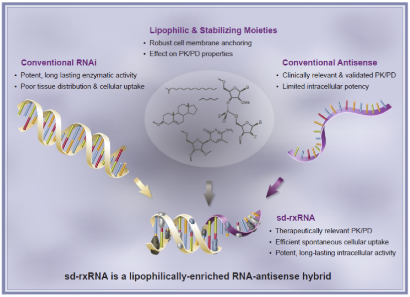 RNA Antisense Hybrid