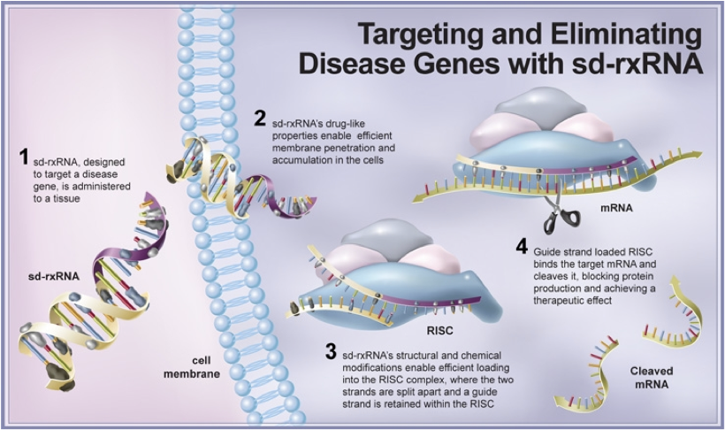 Targeting and Eliminating Disease Genes with sd-rxRNA